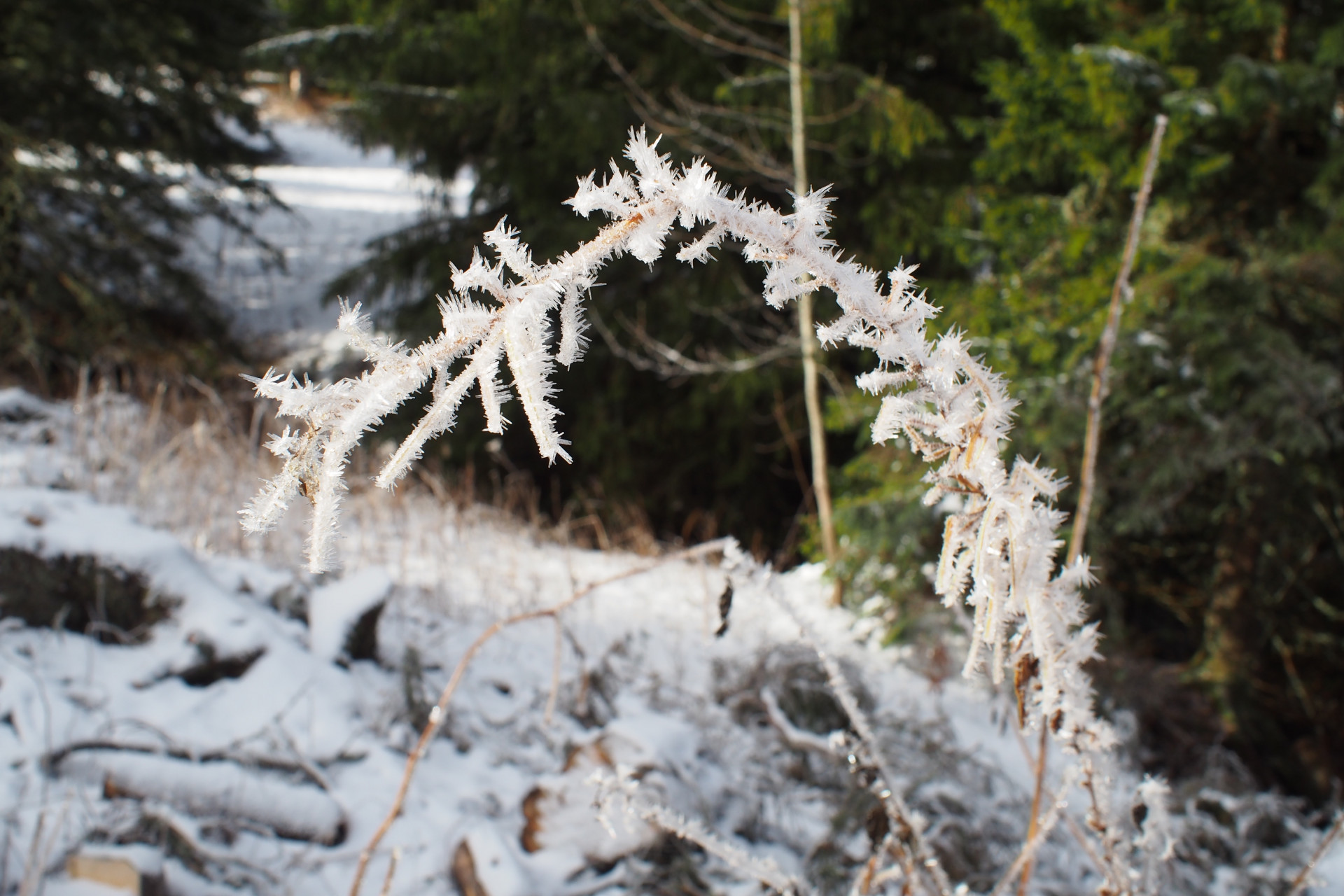 givre-s-favier-6-3035