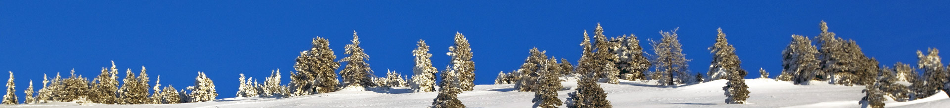 vue-enneigee-sapin-1195