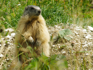 Vercors Nature Tourist Guides