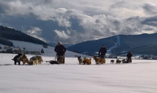 Chiens de traineaux