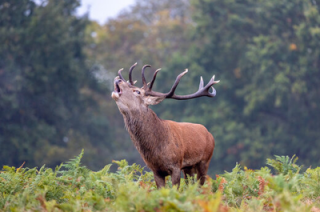 Bivouac et brame du cerf