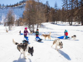 Chiens de traîneaux