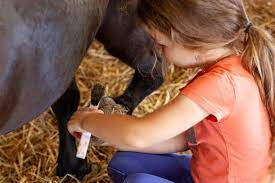Apprenti vétérinaire avec les poneys