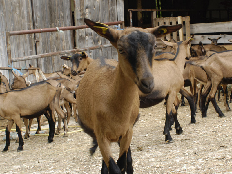 Fermes, producteurs