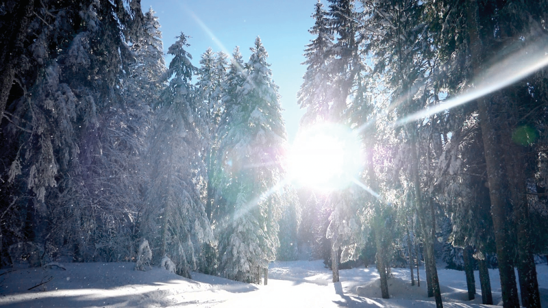 Météo / Pistes / Forfaits