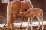 Le Haras du Vercors