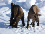 Deux petits cabris dans la neige