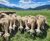 Nos Lacaune au pâturage dans le val de Lans