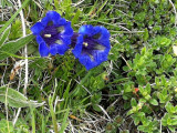 Gentiane bleue sur nos sommets -Eté 2022