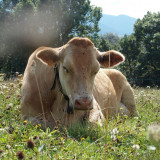 Vache dans le champ