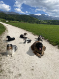 Photo d'une balade avec 6 chiens de races différentes, entre maîtres et chiens_Lans-en-Vercors