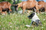 Chèvres avec leur chien de garde