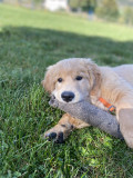 Photo d'un chiot beige, entre maîtres et chiens_Lans-en-Vercors