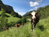 Vaches