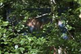 L'arbre à fil