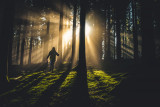 Dans la forêt