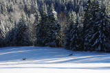 Chevreuils