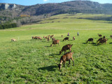 Chèvres dans le pré