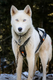 chien