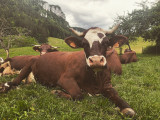 Vache