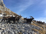 Les intrépides des falaises