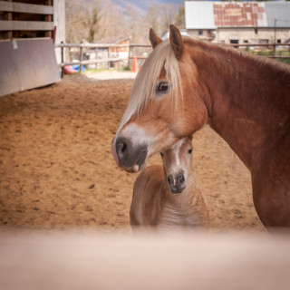 Juments Le Haras du Vercors