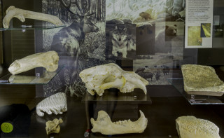 Musée de la Préhistoire du Vercors Musée de la Préhistoire du Vercors