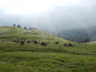 Bouquetins - © Sebastien VINCENT Bouquetins