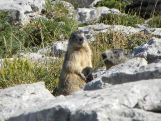 Marmotte Marmotte