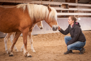 Juments Le Haras du Vercors