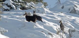 Curieux de Vercors - © Curieux de Vercors Curieux de Vercors