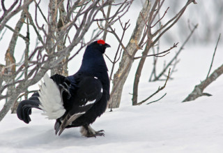 Curieux de Vercors - © Curieux de Vercors Curieux de Vercors