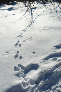 Curieux de Vercors - © Curieux de Vercors Curieux de Vercors