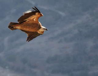 animaux - © Curieux de Vercors animaux