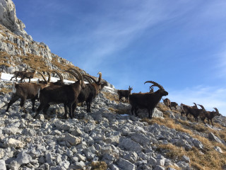 Les intrépides des falaises