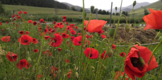 belle récolte de pétales de coquelicots.jpg