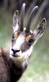 Chamois