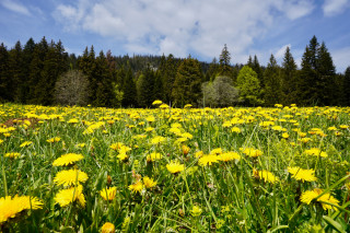 Le plateau de Gève - © OTI Vercors Le plateau de Gève