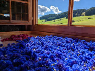 Récolte de bleuets pour embellir nos Tisanes. Récolte de bleuets pour embellir nos Tisanes.
