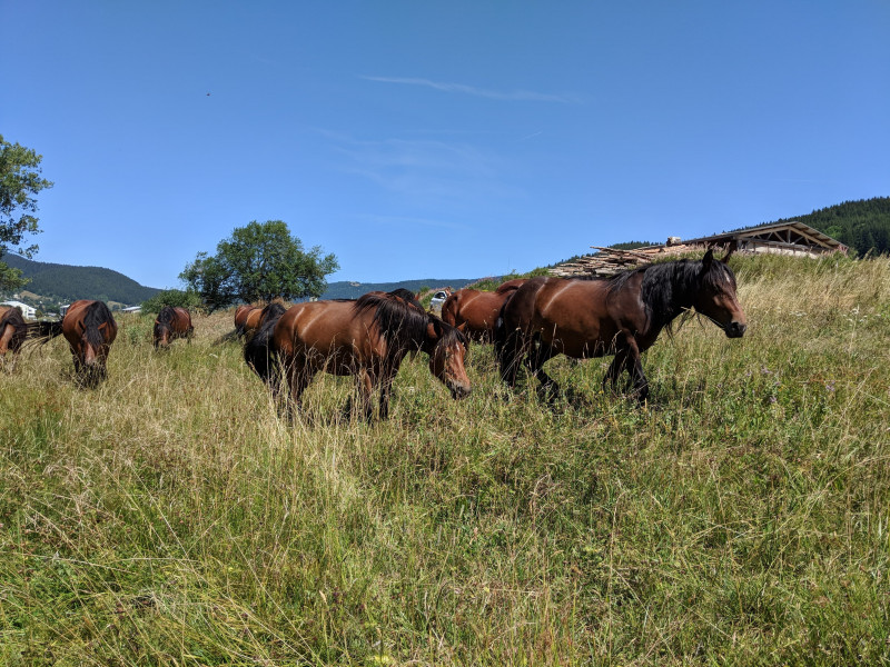 troupeau_cheval_d_auvergne.jpeg