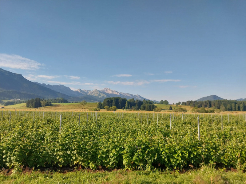 Plantation de framboisiers à Lans-en-Vercors