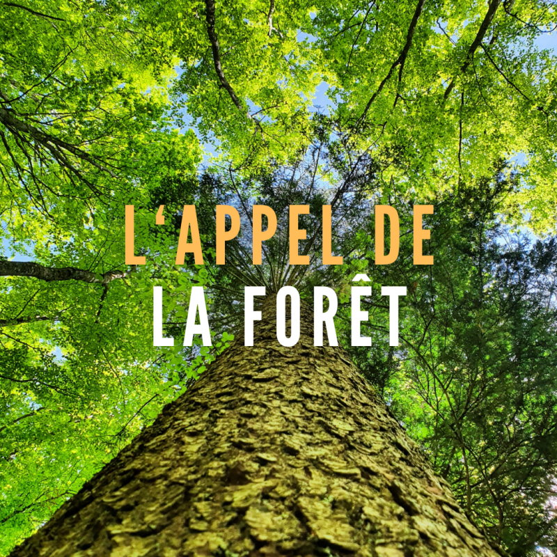 Randonnée méditative et Bain de Fôret