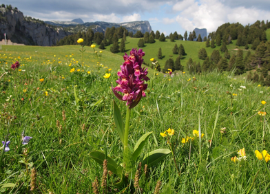 Terre de paysages - Florent Debicki_Lans-en-Vercors