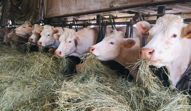 91602415_686681665494511_4534149957380210688_n_min.jpg 91602415_686681665494511_4534149957380210688_n_min.jpg