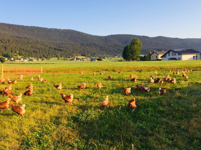 img_2213_min.jpg img_2213_min.jpg