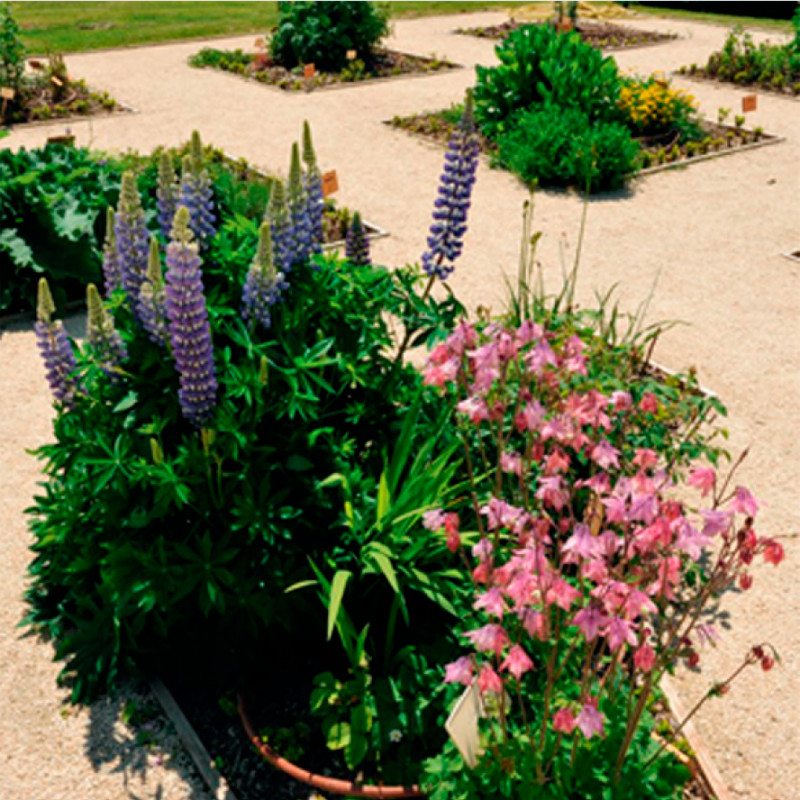 le_jardin_medieval.jpg le_jardin_medieval.jpg