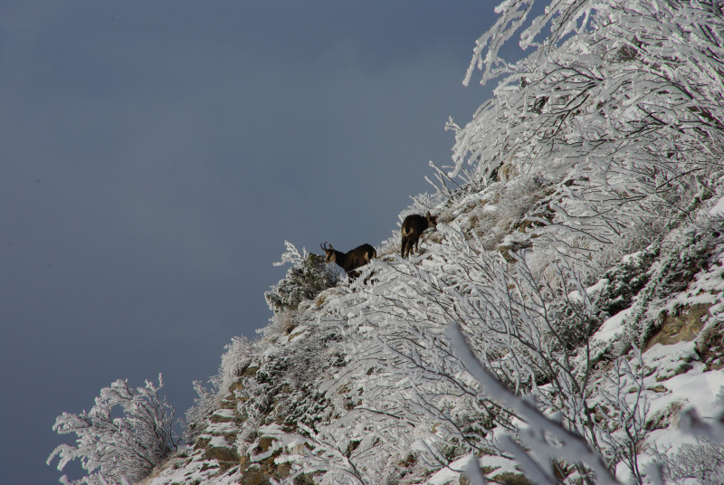 Chamois enneigés