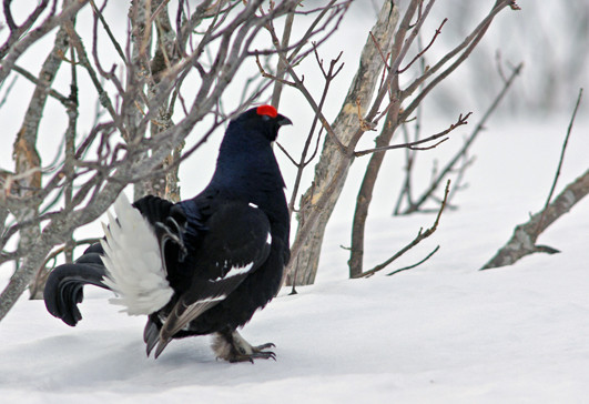 Curieux de Vercors Curieux de Vercors