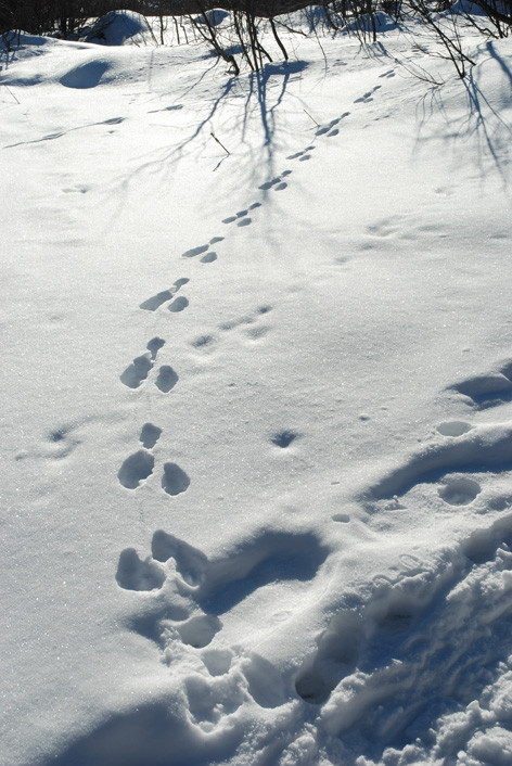 Curieux de Vercors Curieux de Vercors
