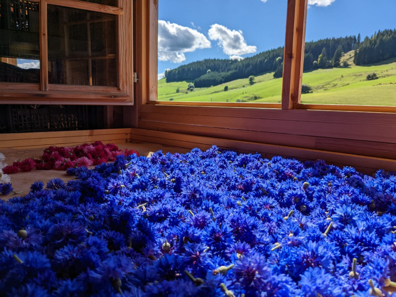 Récolte de bleuets pour embellir nos Tisanes.